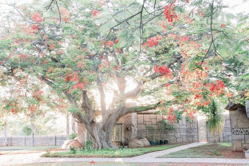 Tshukudiba Game Lodge Tom Burke 外观 照片